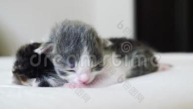<strong>搞笑视频</strong>两只可爱生活方式新生小猫睡觉团队在床上.. 宠物概念宠物概念。 小猫条纹